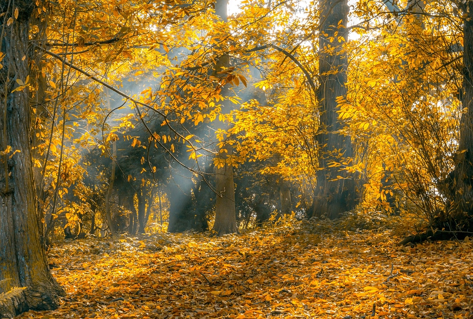 Autumn autumn season environment
