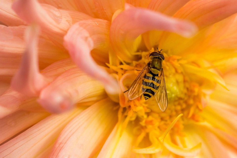 Animal arthropod beautiful flowers