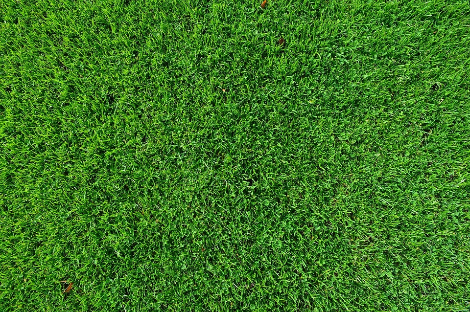 Flora foliage grass