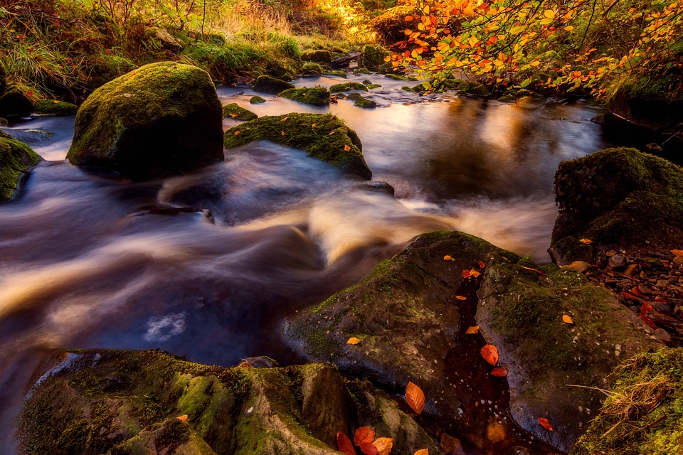 Branch creek ecology