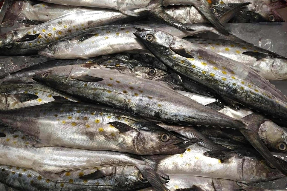 Detail fish fish species