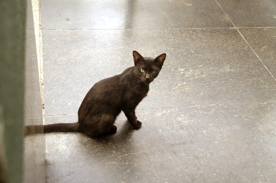 Brown domestic cat cat