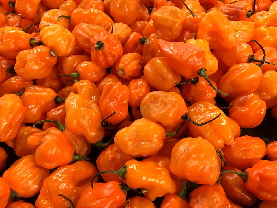 Bell Pepper capsicum food