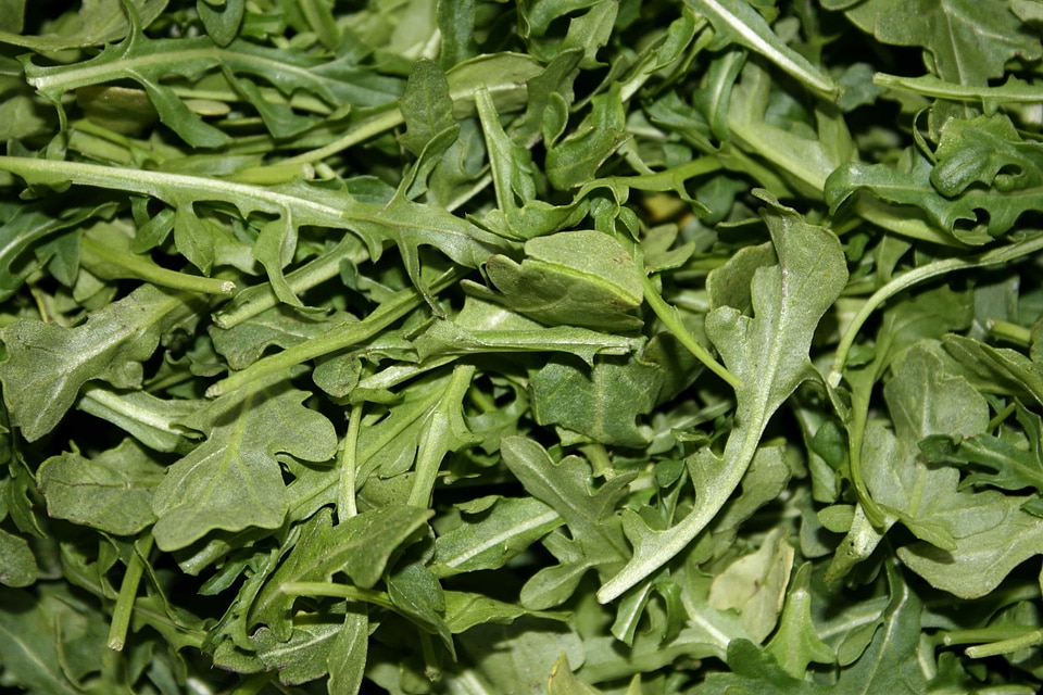 Green Leaf salad healthy