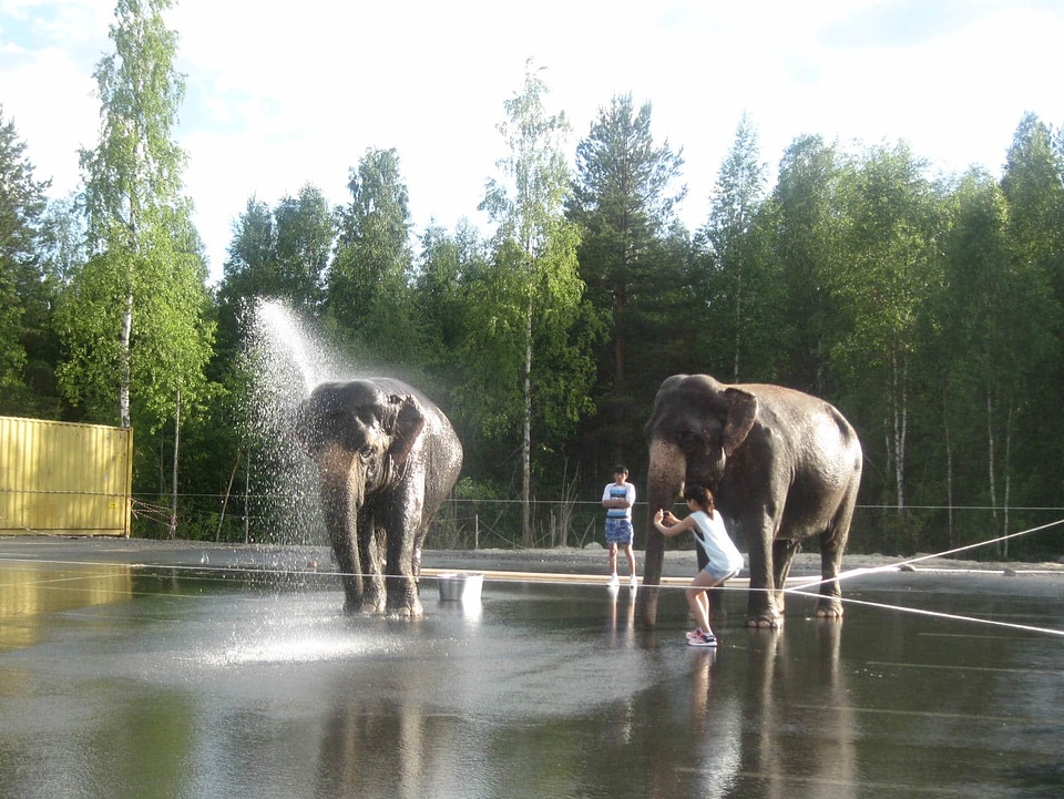 Childhood children elephant