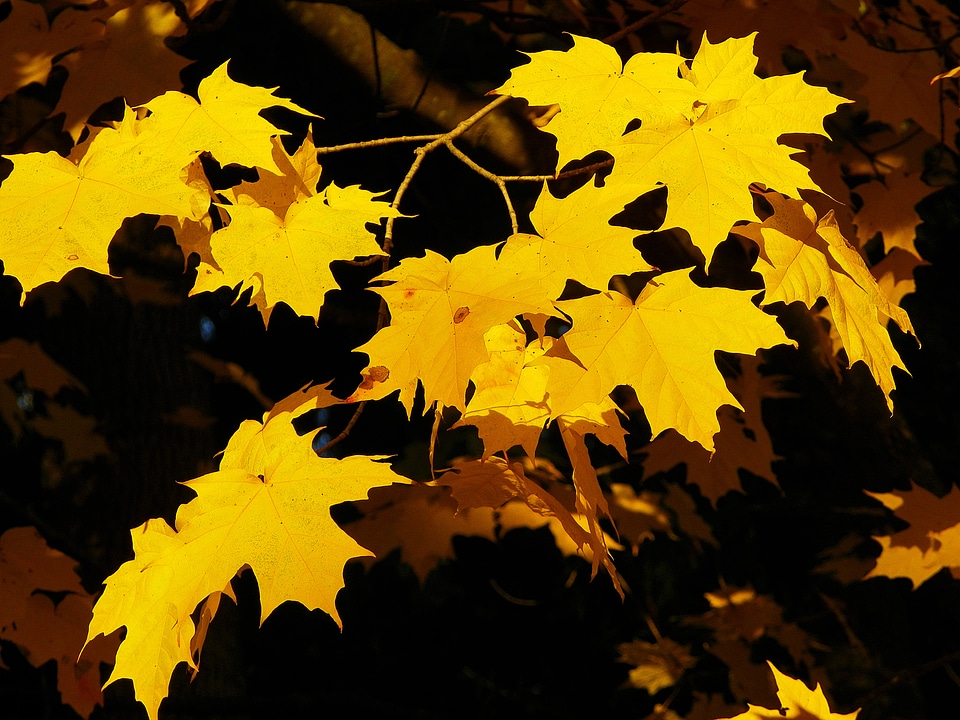 Fall leaf autumn photo