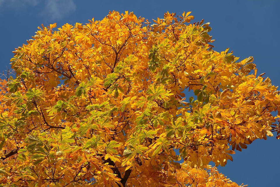 Autumn autumn season blue sky