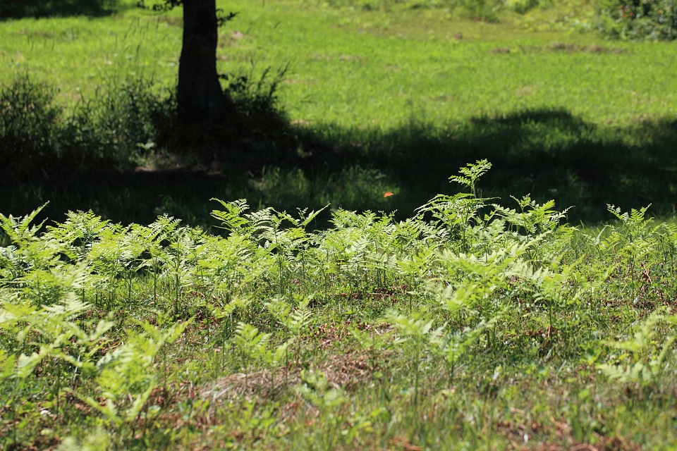 Daylight ecology environment