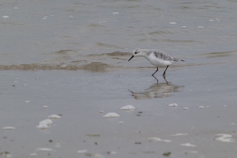 Animal avian beach