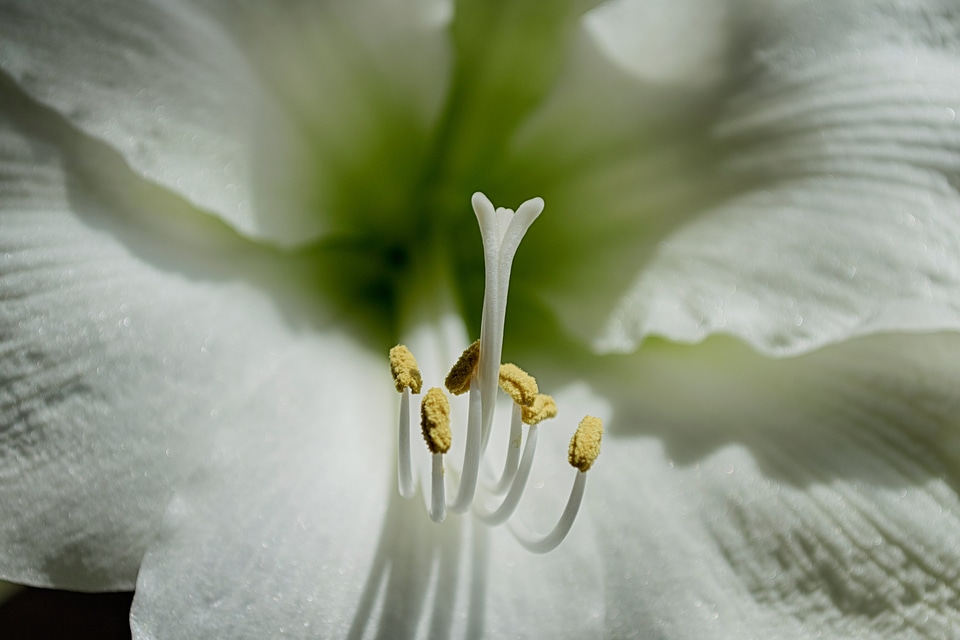 Beautiful beautiful flowers beautiful image