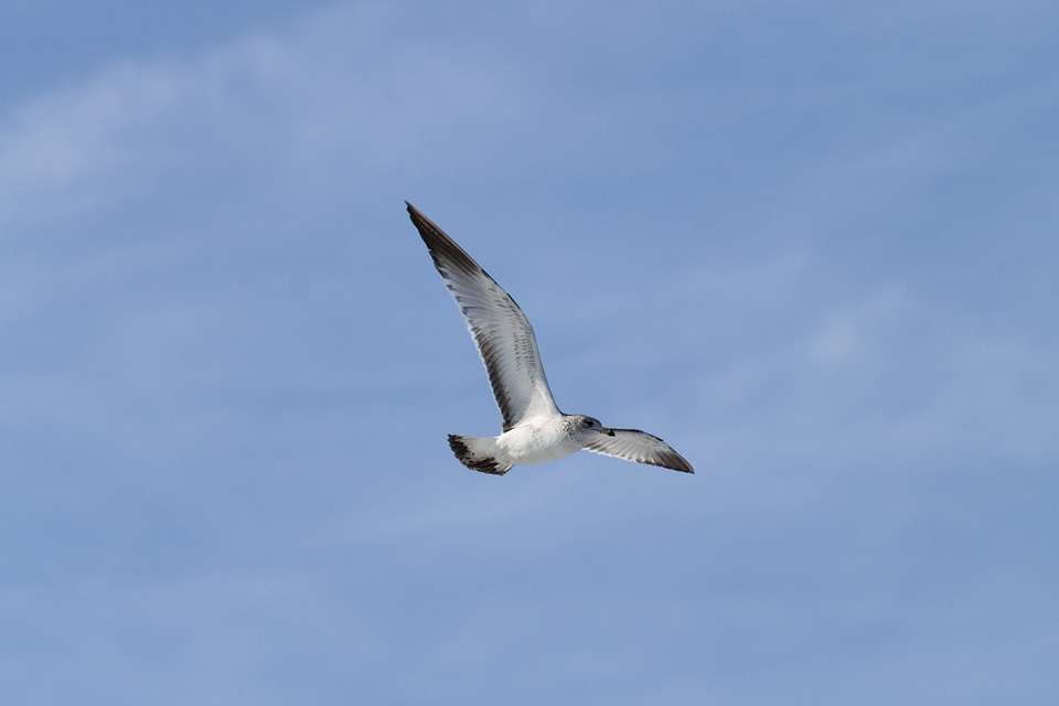 Albatross animal avian