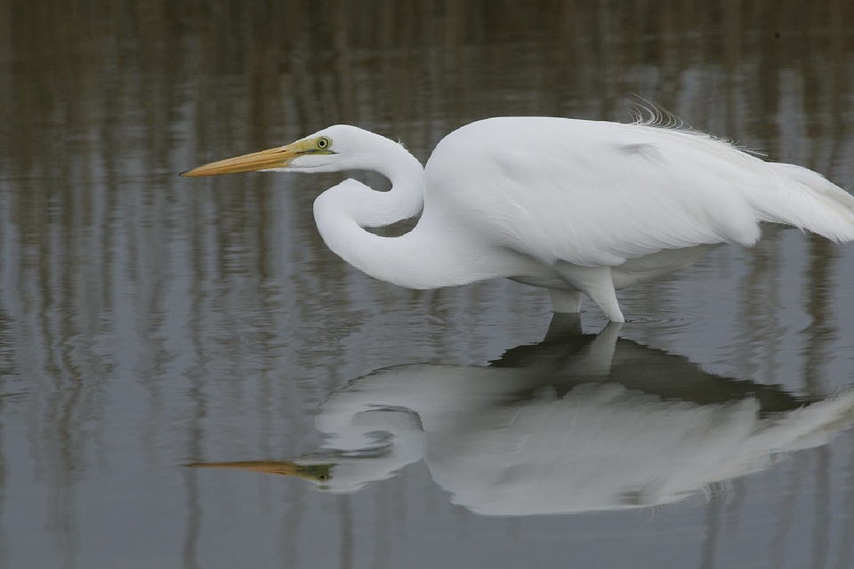 Animal avian beak