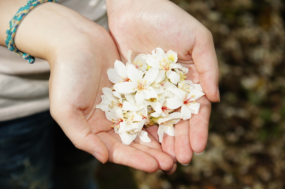 Aegiceras white flower lucky wire
