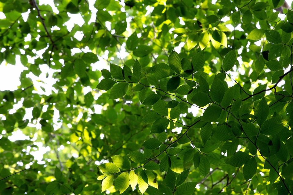 Branch daylight ecology