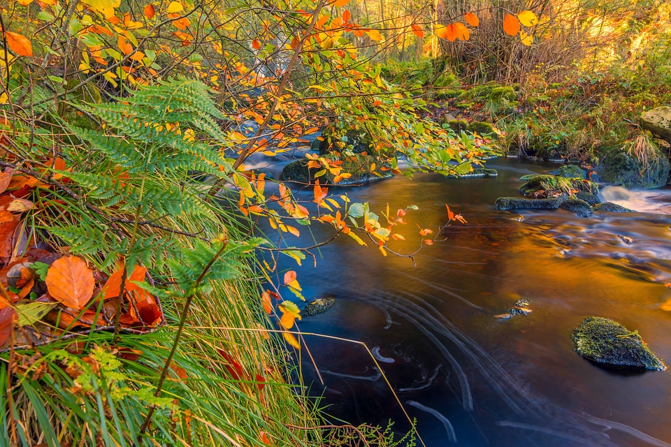 Beautiful landscape leaf