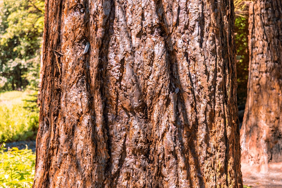 Bark branch ecology
