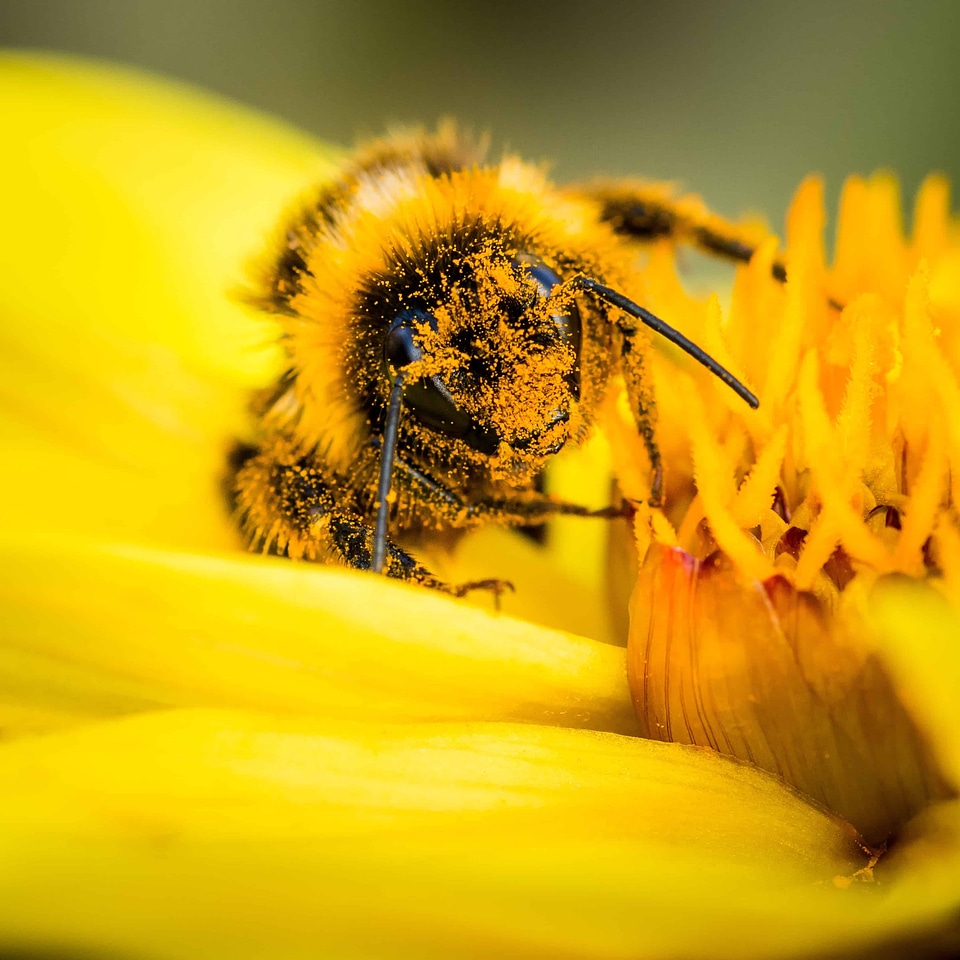 Animal arthropod bee