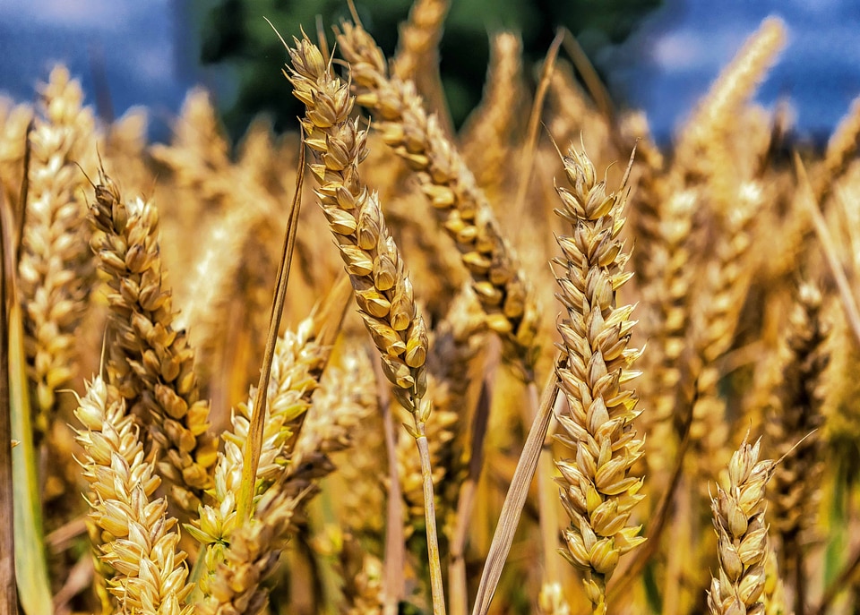 Agriculture cereal flour