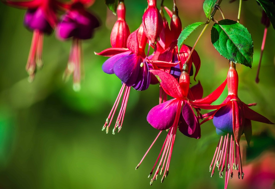 Beautiful Flowers beautiful photo blooming