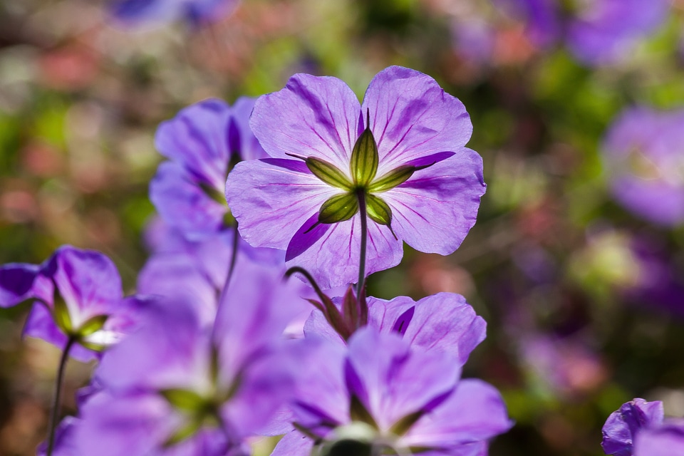 Flowers tender flower