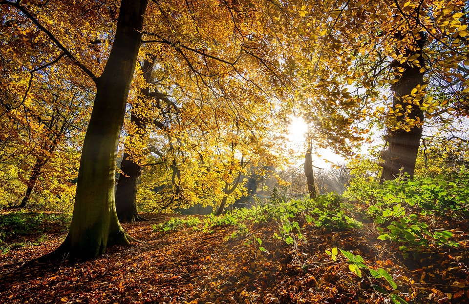 Autumn autumn season beautiful photo