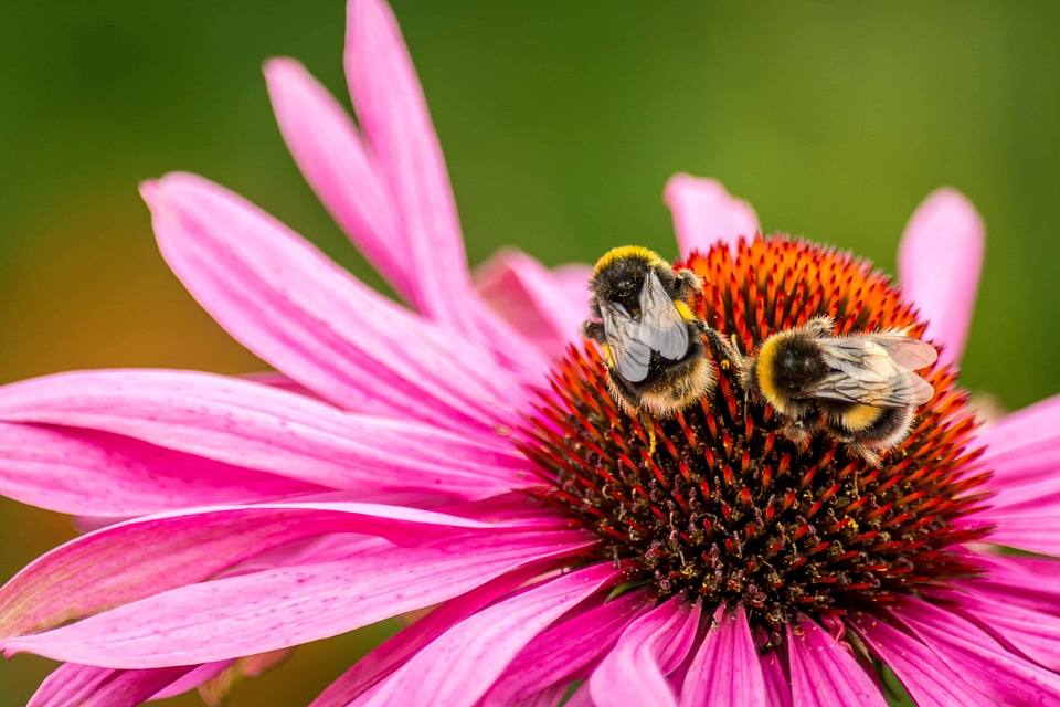 Animal arthropod beautiful flowers