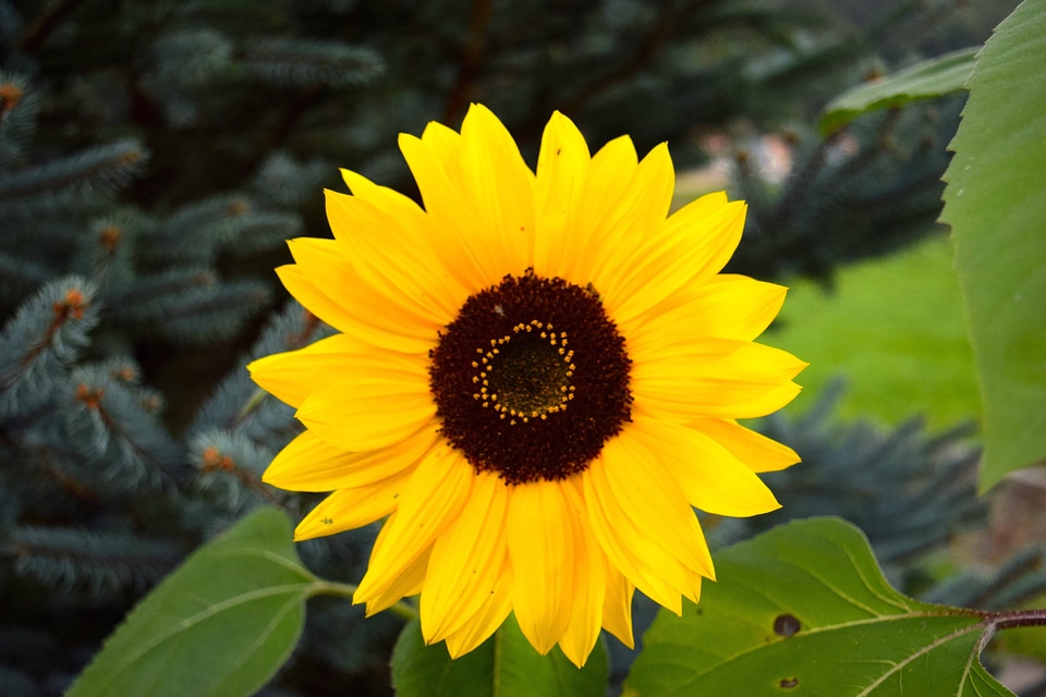 Agriculture beautiful beautiful flowers