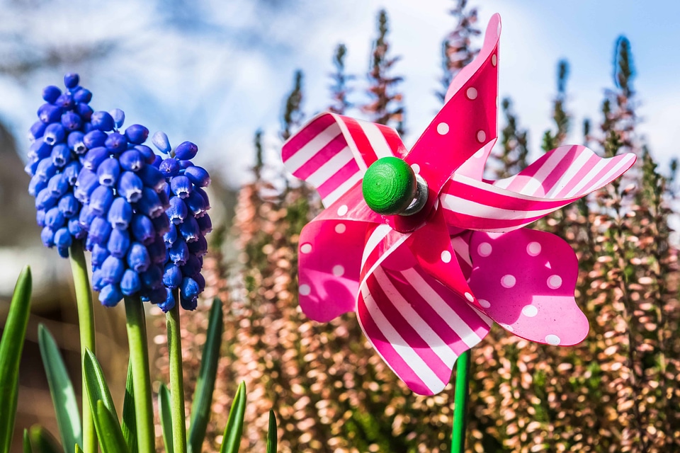 Beautiful Flowers blooming blossom
