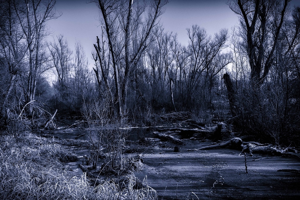Branch cold dusk