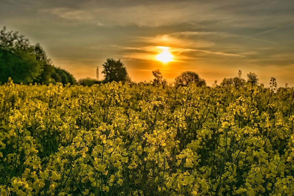 Agriculture beautiful flowers beautiful photo
