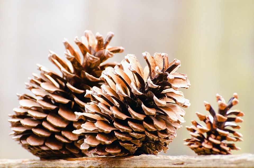 Celebration christmas cone