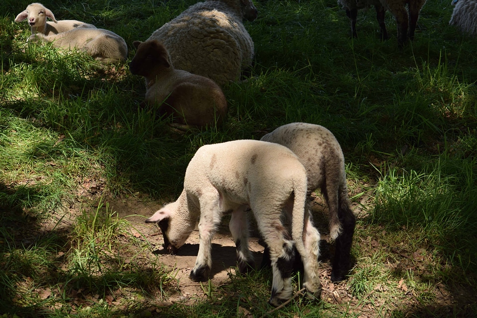 Agriculture animal fauna