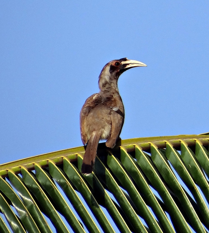 Bird female dharwad