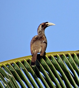 Bird female dharwad photo