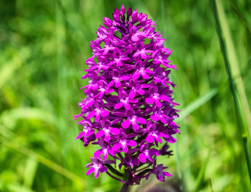Beautiful Flowers bloom blooming