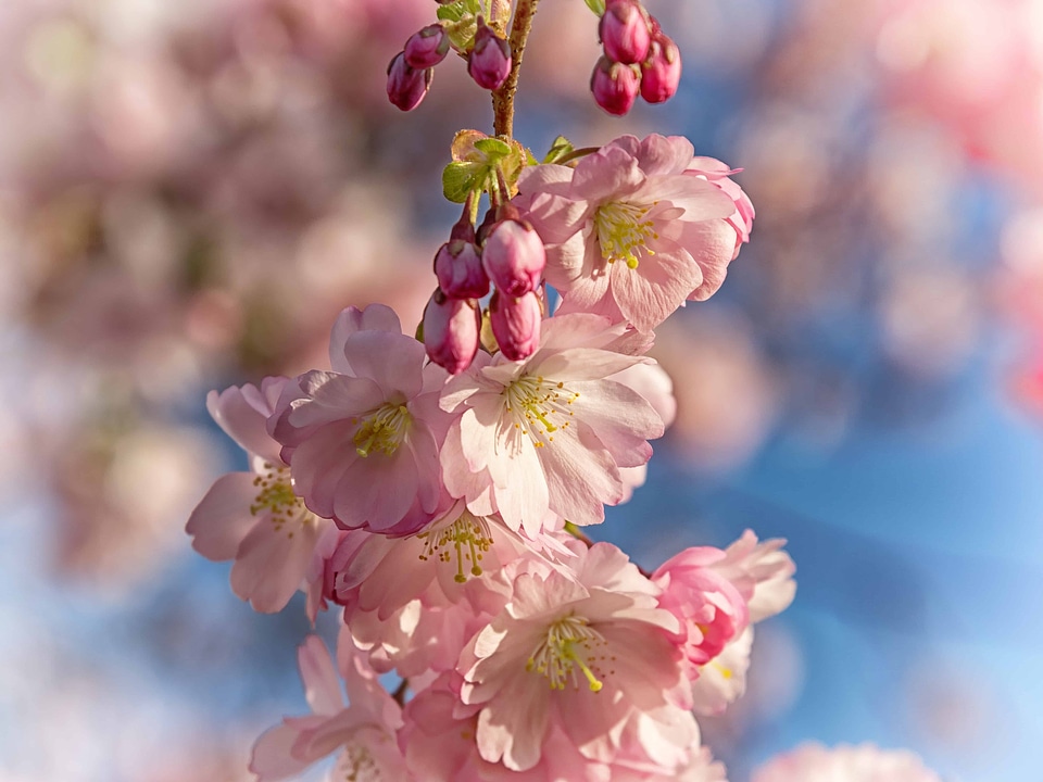 Almond beautiful flowers bloom