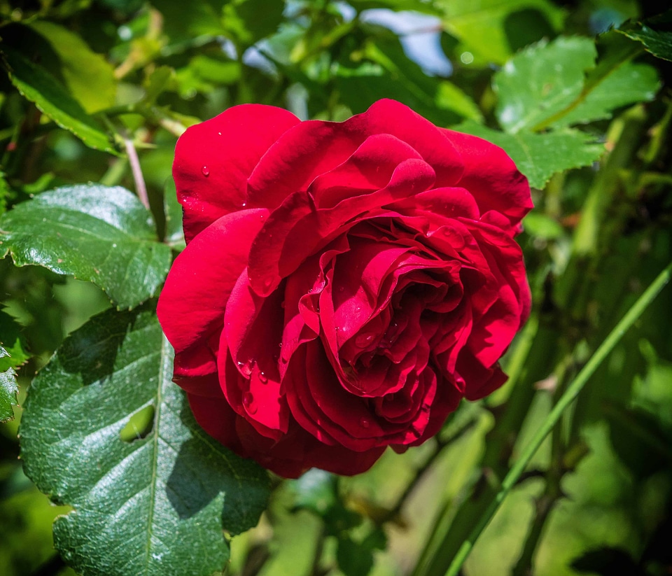 Beautiful Flowers bloom blooming