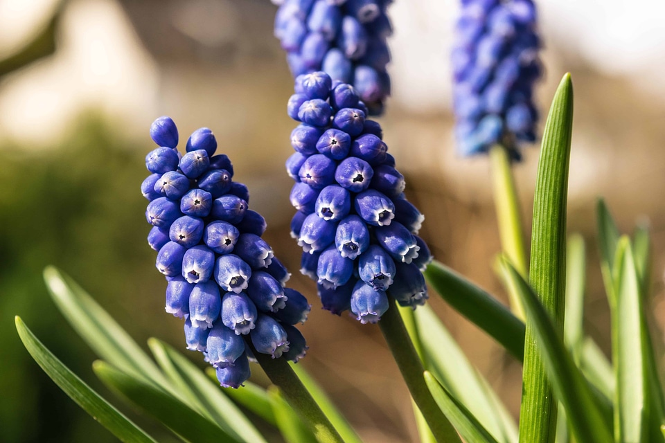 Beautiful Photo flora garden