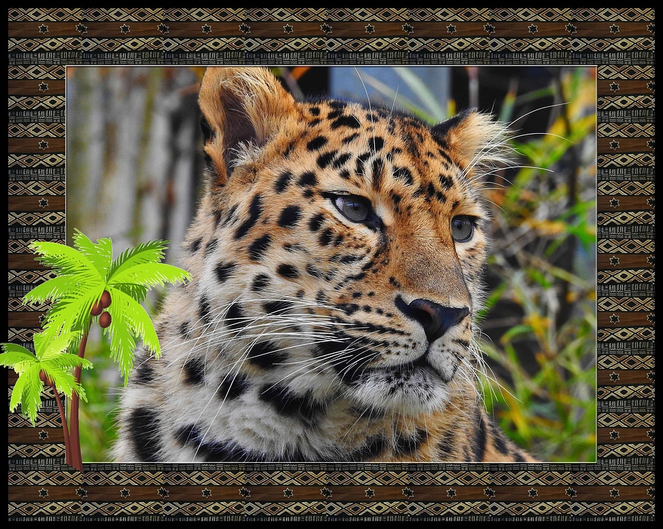Animal art carnivore