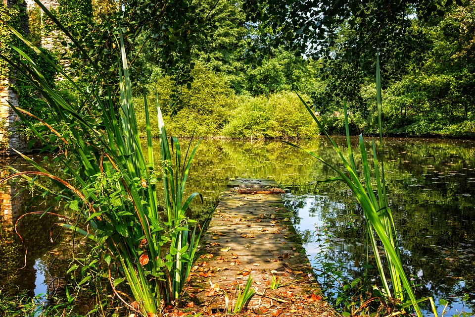 Beautiful Photo environment flora