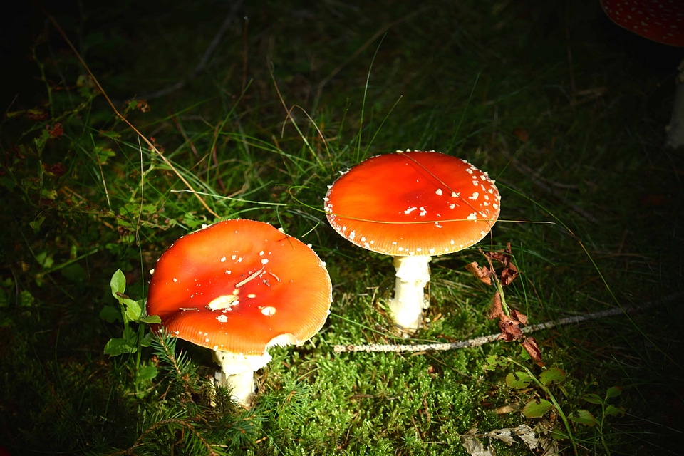 Flora foliage fungus