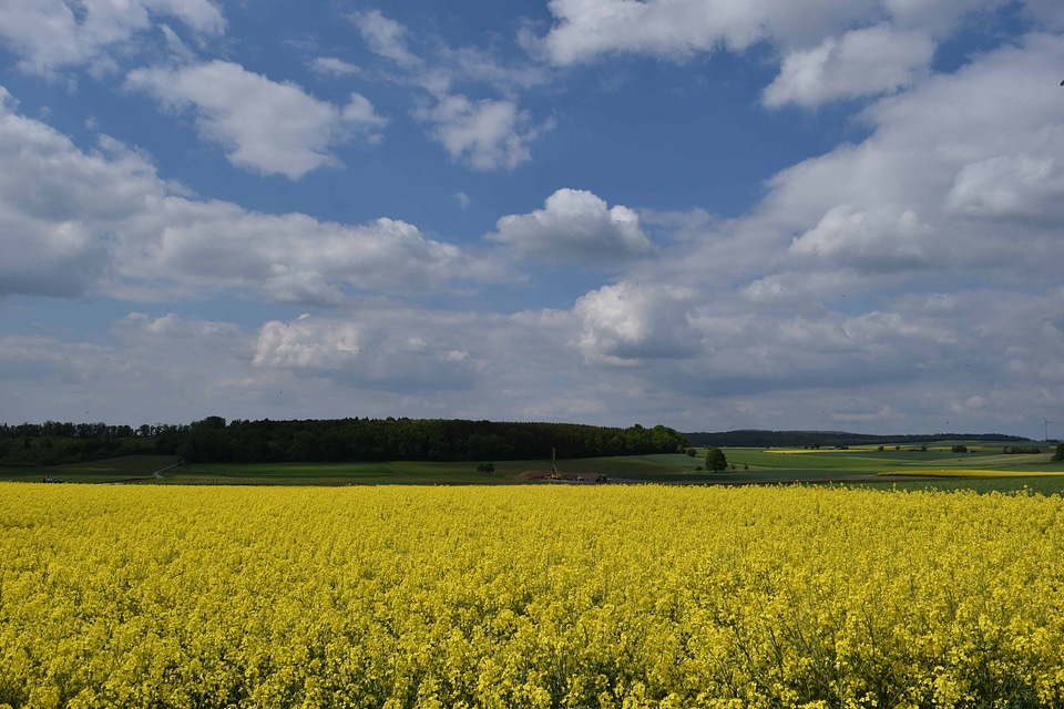 Agriculture Brassicaceae cloud