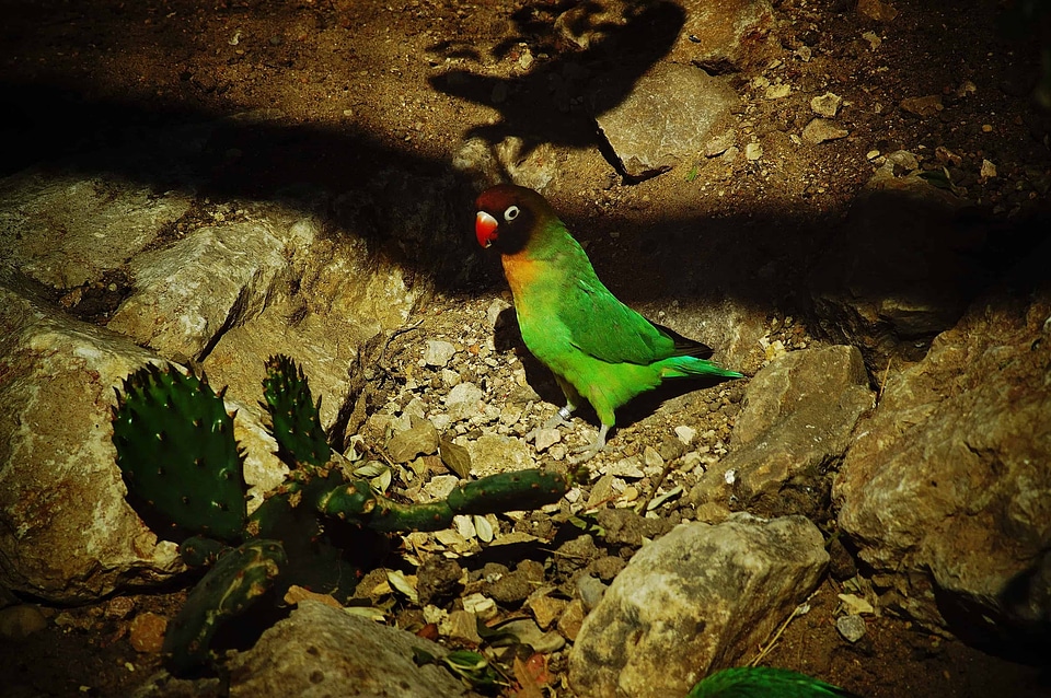 Amphibian animal avian