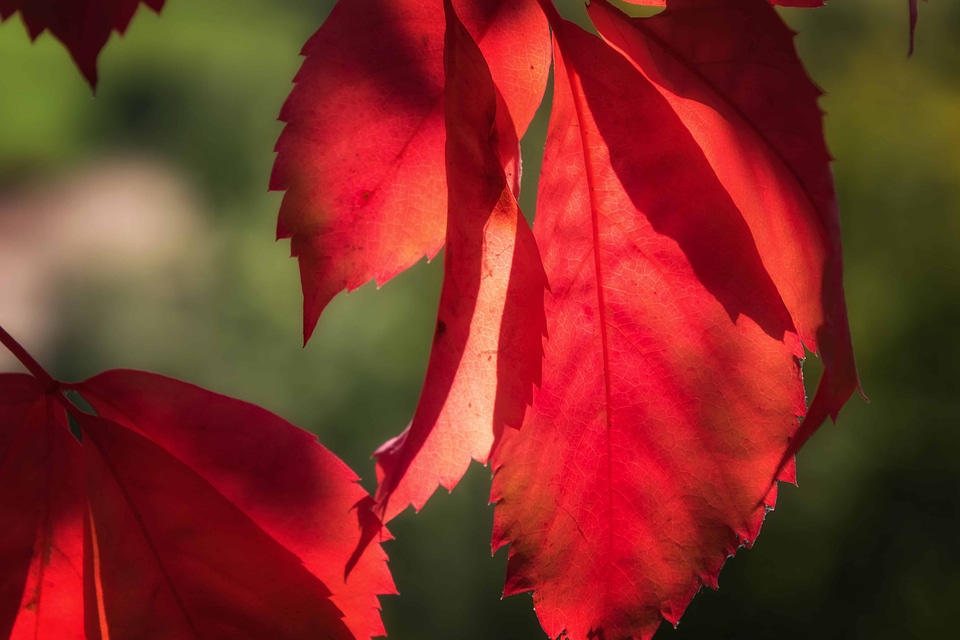 Autumn autumn season daylight