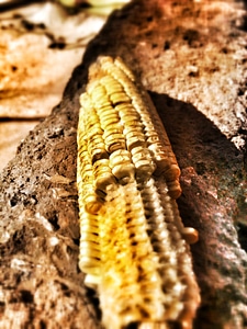 Farming ripe yellow