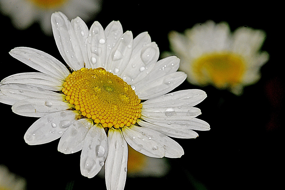 Botany plant garden