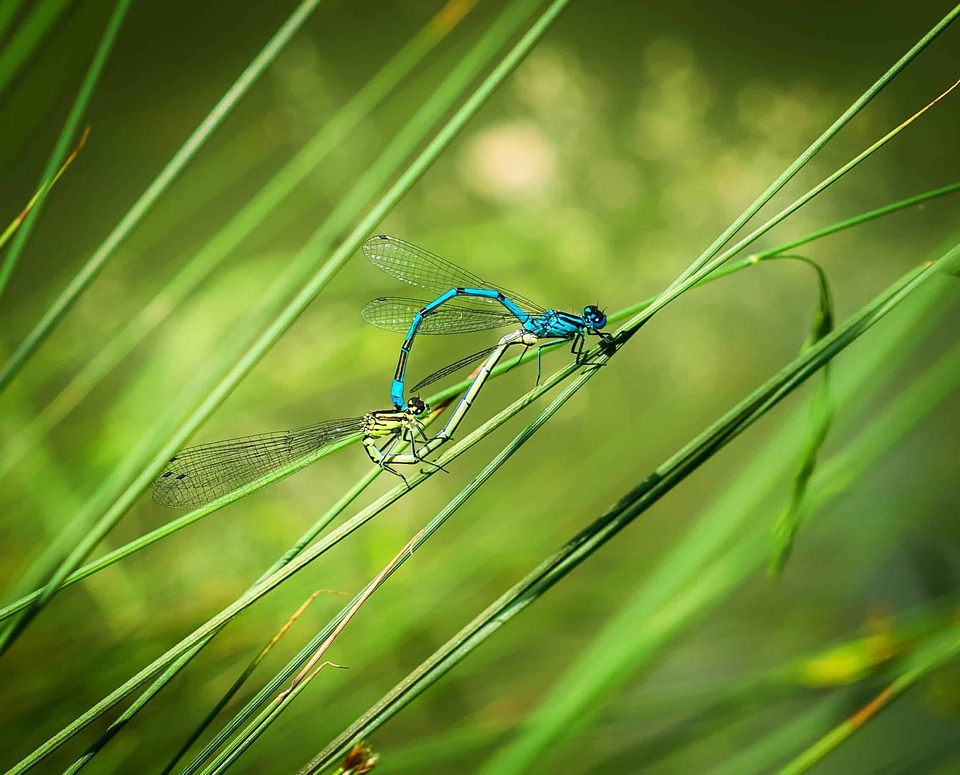 Animal arthropod biology
