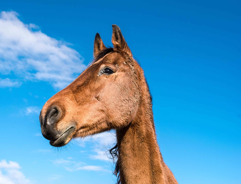 Animal blue sky cavalry