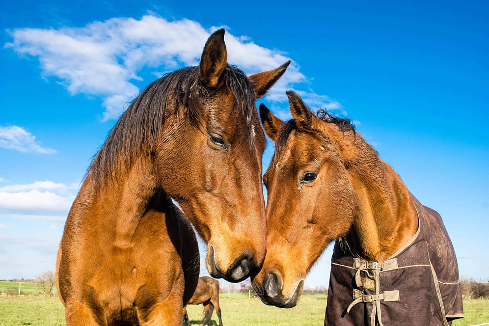 Animal beautiful photo blue sky