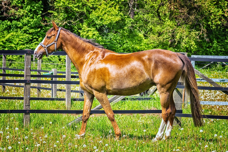 Animal beautiful photo cavalry